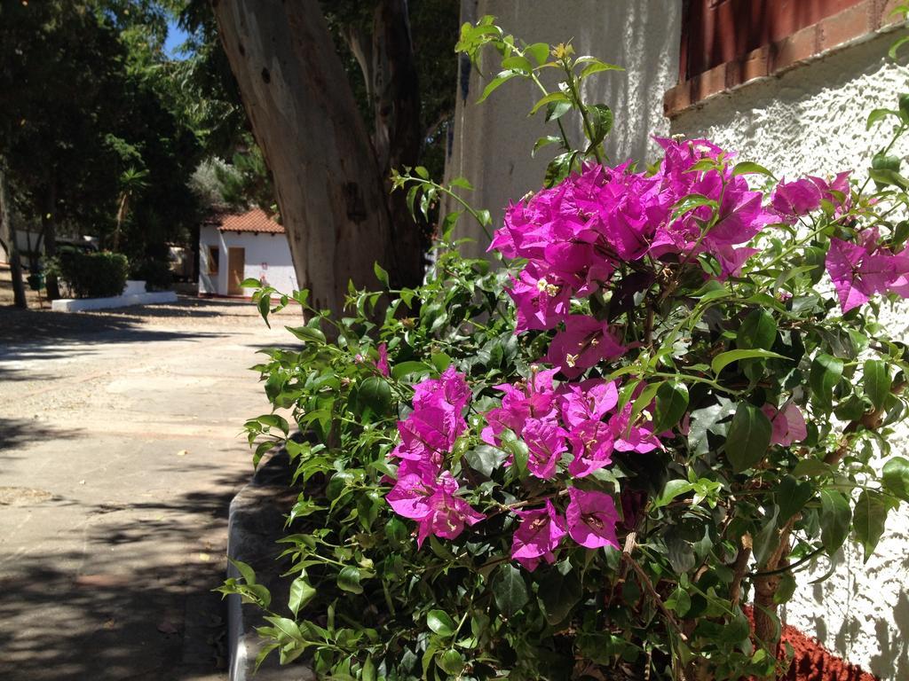 Camping B&B Gioiosa Gioiosa Marea Εξωτερικό φωτογραφία