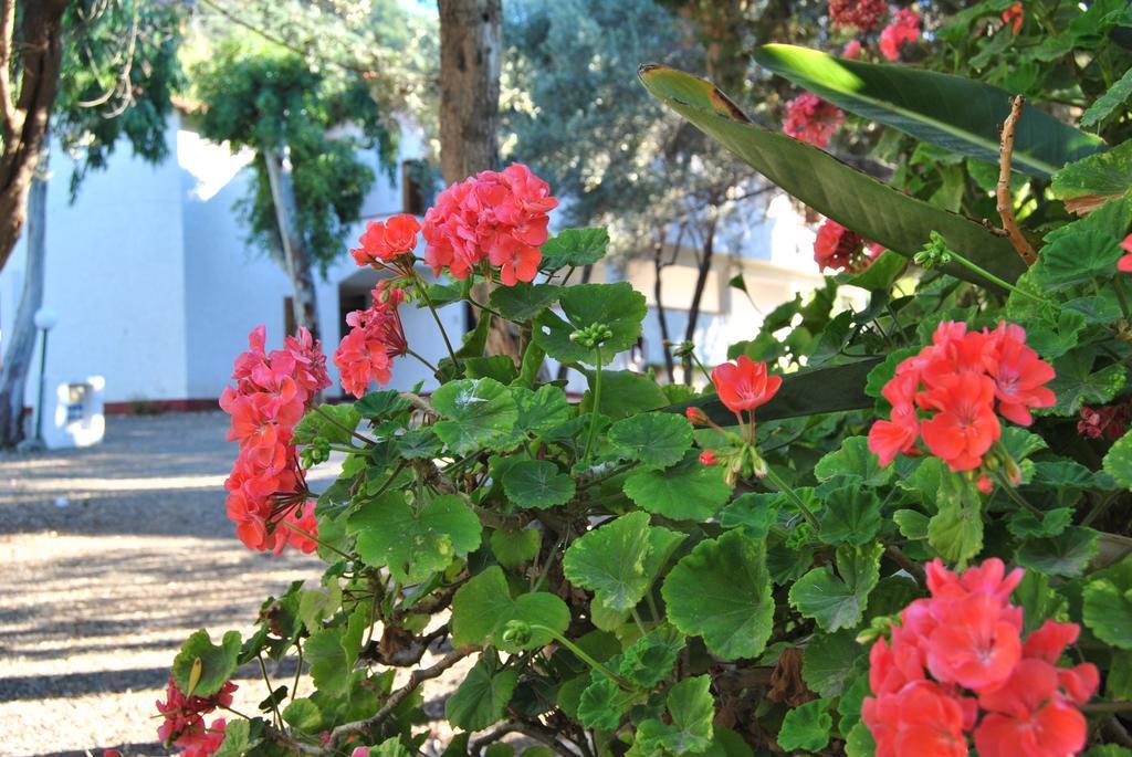 Camping B&B Gioiosa Gioiosa Marea Εξωτερικό φωτογραφία