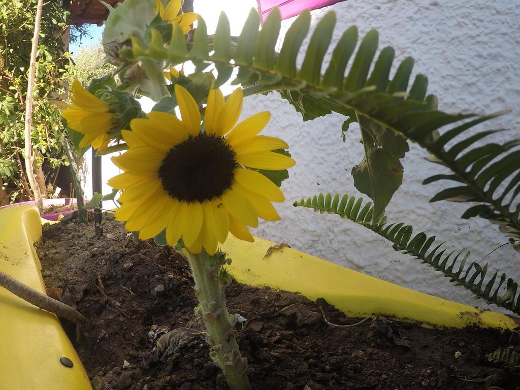 Camping B&B Gioiosa Gioiosa Marea Εξωτερικό φωτογραφία